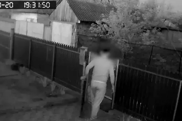 câini uciși - Doi căței uciși cu bâta de un vecin, în ziua de Paște, la Luncavița. Agresorul este cercetat penal