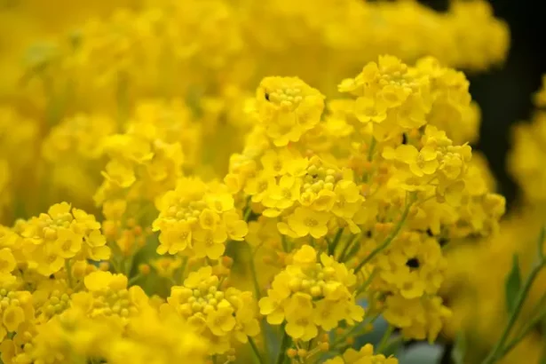 specie rară redescoperită în Parcul Cheile Nerei - O specie de plantă dispărută de 190 de ani, redescoperită în Pa...