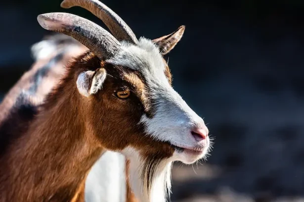 vânătoarea caprei negre - Vânătoarea caprei negre aprinde din nou spiritele: între tradiție, profit și riscuri ecol...