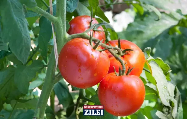 preț roșii românești Iași - Roșiile românești au invadat piețele din Iași, dar prețurile i-au speriat pe cumpă...