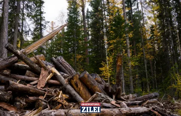 Mafia pădurilor Gorj 2025 - Gorj: Dosarul „Mafia pădurilor” din Gorj: acuzații grave, anchetă blocată și afaceri...