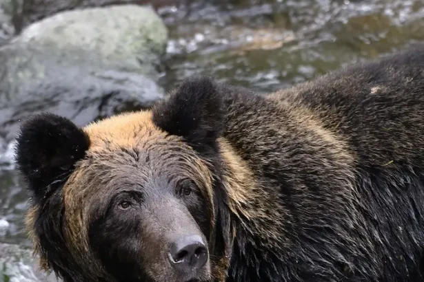 carne de urs brun Slovacia - Slovacia permite vânzarea cărnii de urs brun, deși este specie protejată în UE