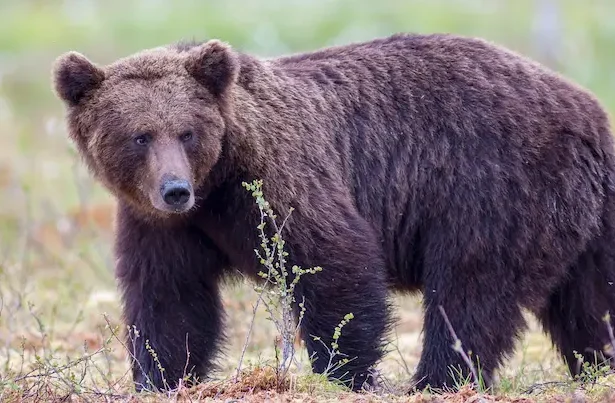 urși în Sinaia - Val de alerte RO-Alert în Prahova: urșii apar tot mai des în zonele locuite