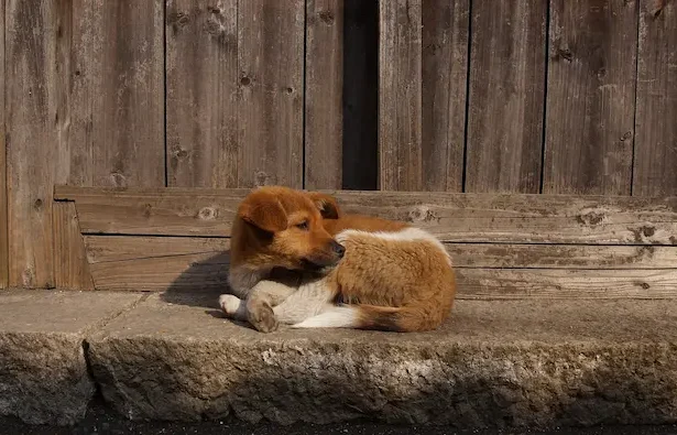 câini vagabonzi Predeal - Predealul ia măsuri pentru câinii vagabonzi: contract cu clinica AG Ranch Animals Brașov