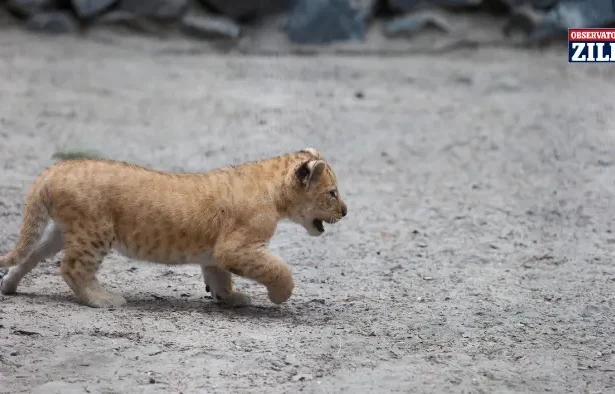 ligru născut în Suceava - Fenomen rar în Suceava: S-a născut un pui de ligru, animalul hibrid care poate ajunge la 400 kg