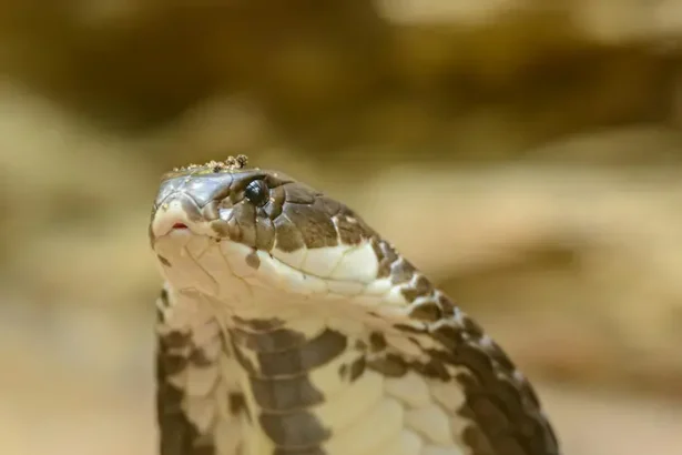 Cobra cobra