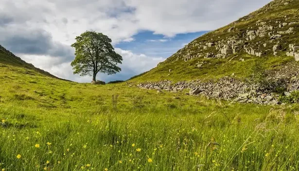 tăierea copacului Sycamore Gap - Doi bărbați condamnați pentru distrugerea unui copac legendă din Anglia