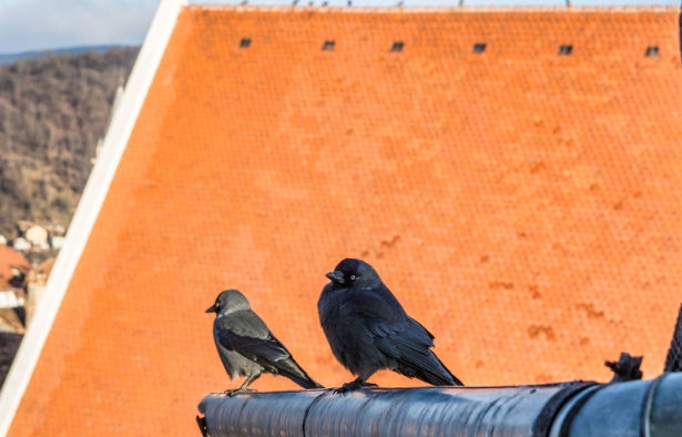 pui de corb Drobeta Turnu Severin empatie responsabilitate - Pui de corb salvat de elevii curajoși din Dr. Tr. Severin