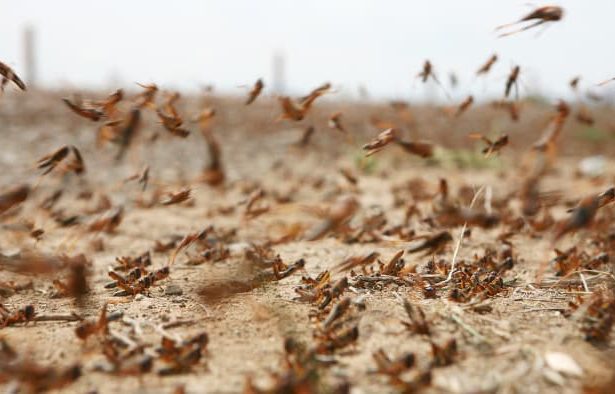 nivelul scăzut al Dunării efecte asupra economiei și pescuitului - Dunărea în scădere: Impactul devastator asupra ec...