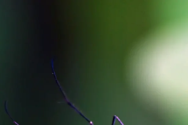 tantar tratament inovator