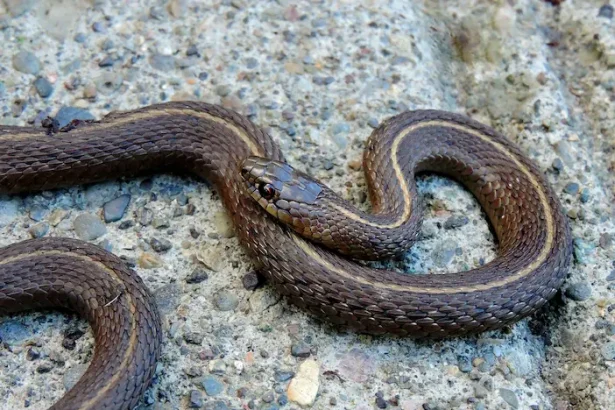 intervenții jandarmi înlăturare șerpi Mehedinți - Îngrijorare în Orșova și Drobeta: Șerpi descoperiți lângă r...