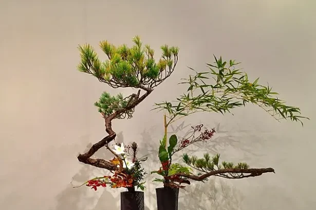 Artă armonie seniori - Seniorii orădeni descoperă bucuria artei și armoniei în comunitate