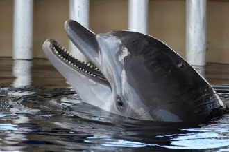 delfini Complexul Muzeal de Științe ale Naturii Constanța - Delfinariul din Constanța nu poate aduce delfini din Cuba ...