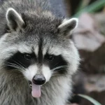 ratoane toaleta băuturi - Ratonul „păcălit” de alcool, găsit leșinat în toaleta unui magazin din Virginia