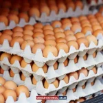 criză ouă găini - Criza ouălor în România: Cum condițiile de viață ale găinilor ne afectează