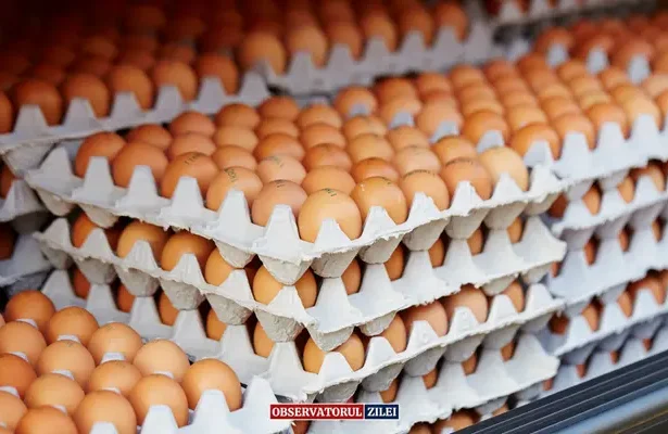 criză ouă găini - Criza ouălor în România: Cum condițiile de viață ale găinilor ne afectează