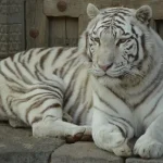 tigru alb incident - Tragedie la grădina zoologică din Craiova: Un pui de tigru alb a murit din cauza plasticului!