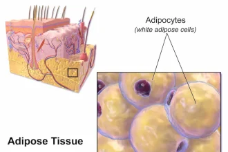 Adipocite calea Hippo