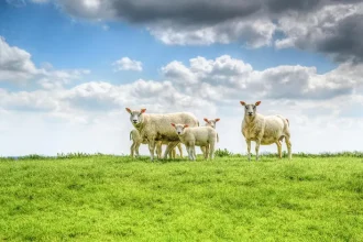 MIEI 3399453 1280 afaceri casnice